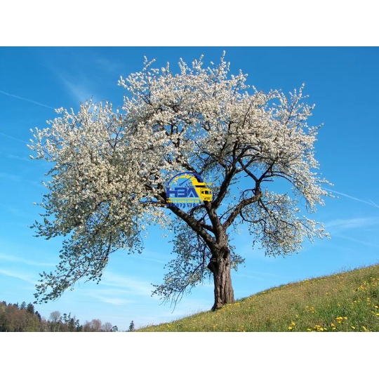 Giày Slip On Ultraboost 20